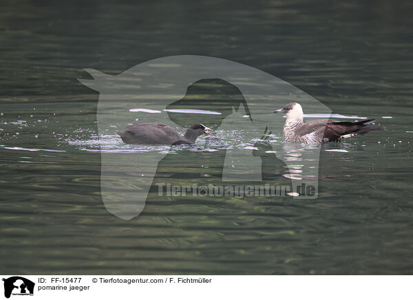 Spatelraubmwe / pomarine jaeger / FF-15477
