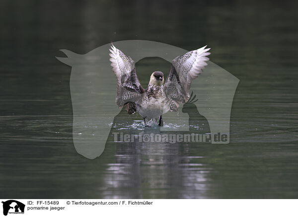 Spatelraubmwe / pomarine jaeger / FF-15489