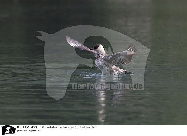 Spatelraubmwe / pomarine jaeger / FF-15493