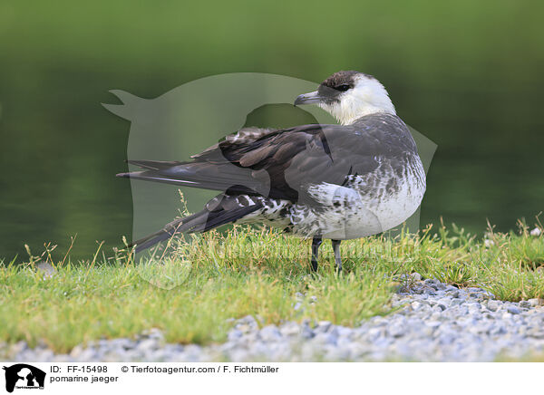 Spatelraubmwe / pomarine jaeger / FF-15498