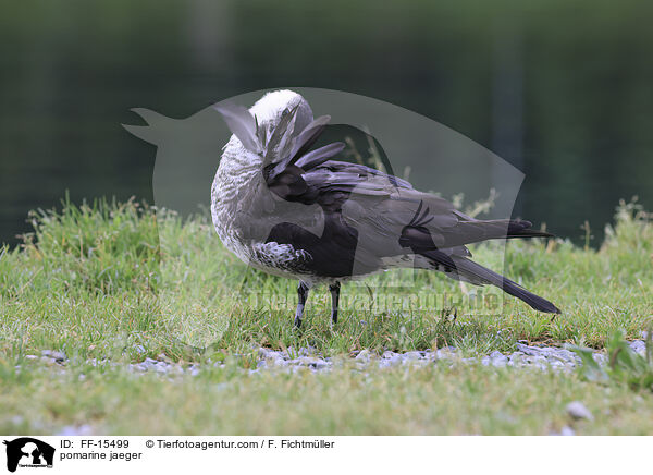 Spatelraubmwe / pomarine jaeger / FF-15499