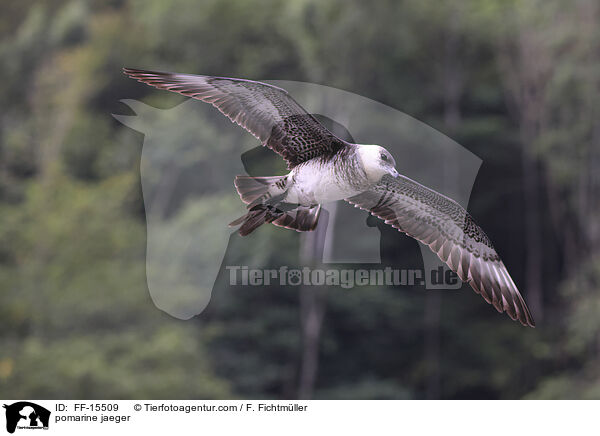 Spatelraubmwe / pomarine jaeger / FF-15509