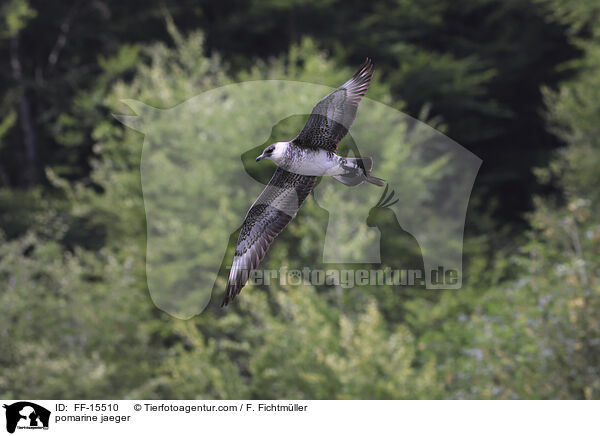 Spatelraubmwe / pomarine jaeger / FF-15510