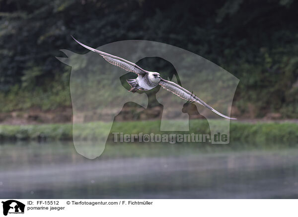 Spatelraubmwe / pomarine jaeger / FF-15512