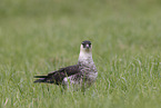 pomarine jaeger