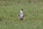 pomarine jaeger