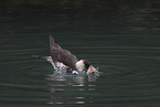 pomarine jaeger