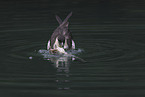 pomarine jaeger