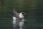 pomarine jaeger