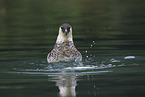pomarine jaeger