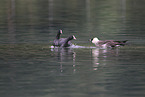 pomarine jaeger