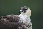 pomarine jaeger