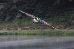 pomarine jaeger