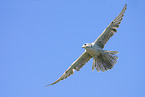 Prairie Falcon