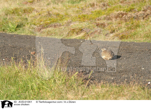 snow chicken / AVD-01061