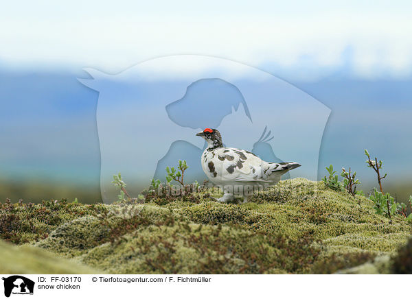 Alpenschneehuhn / snow chicken / FF-03170