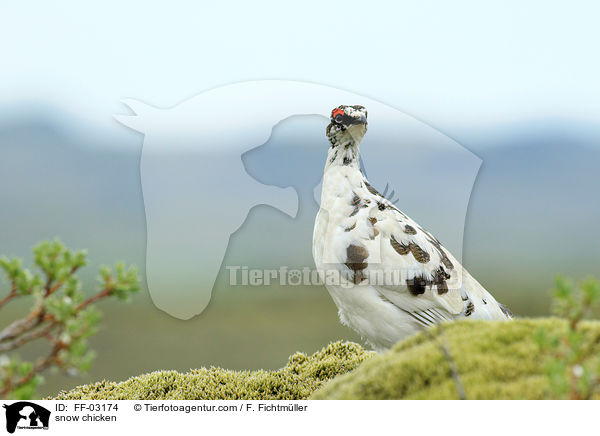 Alpenschneehuhn / snow chicken / FF-03174