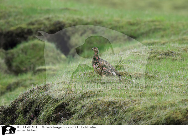 Alpenschneehuhn / snow chicken / FF-03181