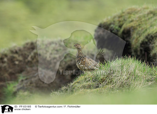 Alpenschneehuhn / snow chicken / FF-03185