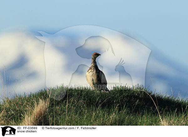 snow chicken / FF-03689