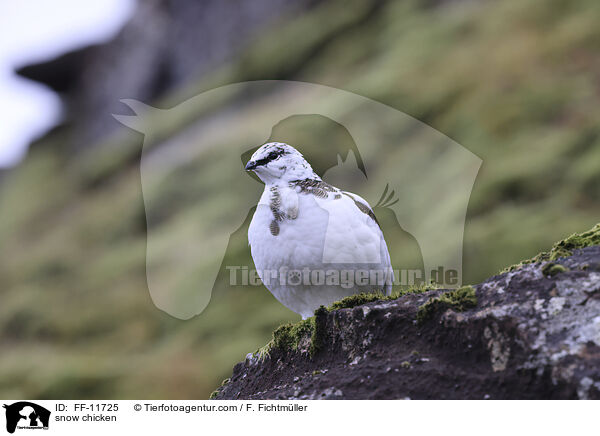 Alpenschneehuhn / snow chicken / FF-11725