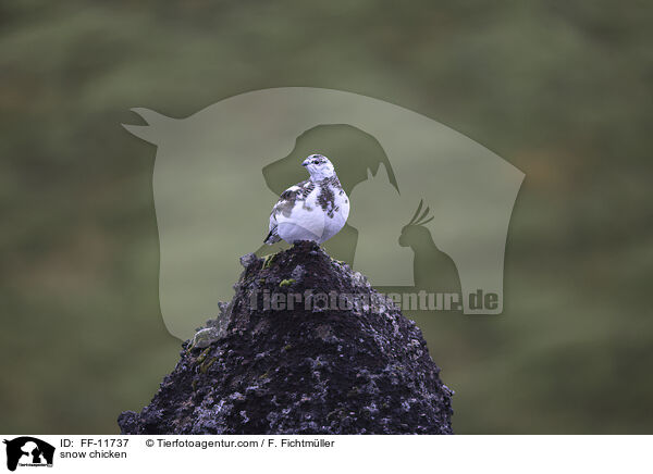 Alpenschneehuhn / snow chicken / FF-11737