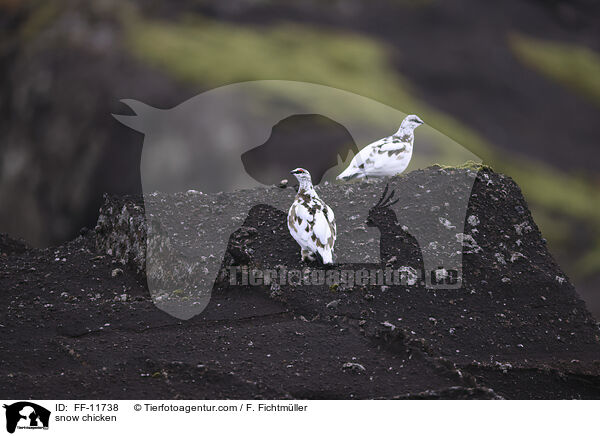 Alpenschneehhner / snow chicken / FF-11738
