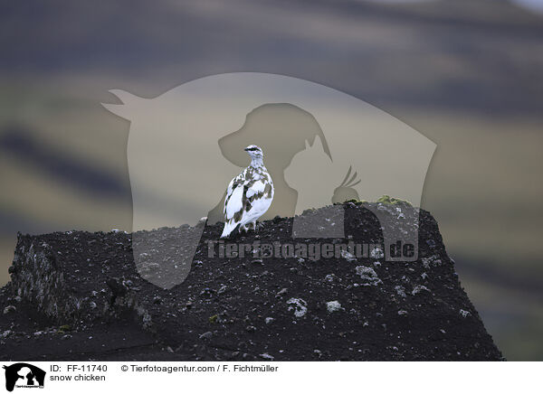 Alpenschneehuhn / snow chicken / FF-11740