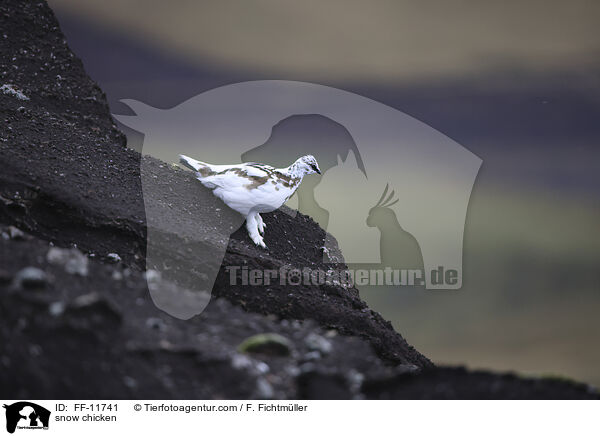 Alpenschneehuhn / snow chicken / FF-11741
