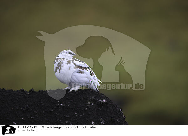 Alpenschneehuhn / snow chicken / FF-11743