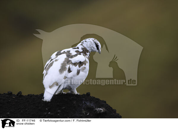 Alpenschneehuhn / snow chicken / FF-11746