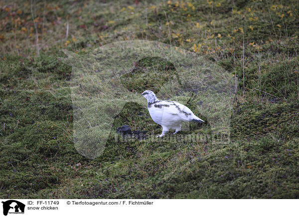Alpenschneehuhn / snow chicken / FF-11749