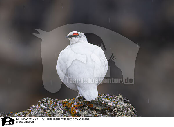 Alpenschneehuhn / MAW-01028
