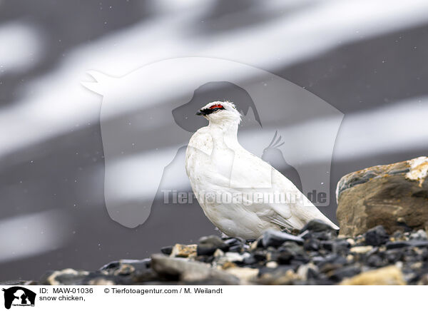 Alpenschneehuhn / snow chicken, / MAW-01036