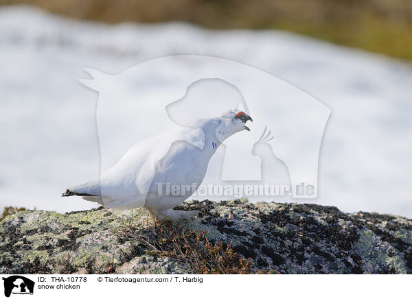 Alpenschneehuhn / snow chicken / THA-10778