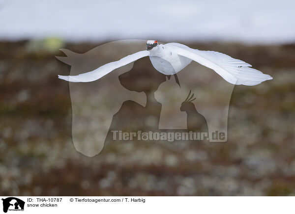 Alpenschneehuhn / snow chicken / THA-10787