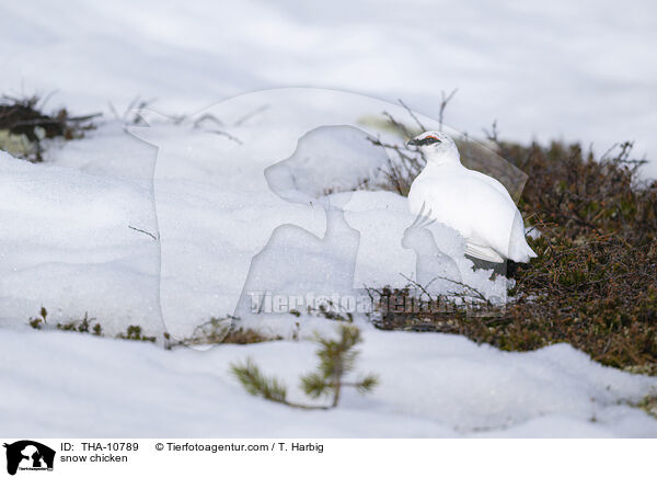 Alpenschneehuhn / snow chicken / THA-10789