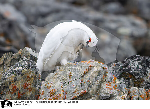 Alpenschneehuhn / snow chicken / MAW-01879