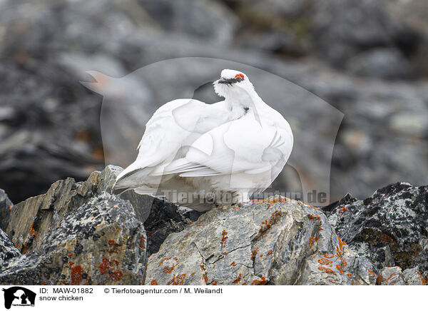 Alpenschneehuhn / snow chicken / MAW-01882