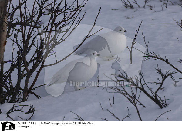 Alpenschneehuhn / ptarmigan / FF-15723