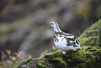 snow chicken