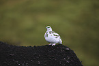 snow chicken