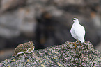 snow chicken