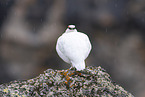 snow chicken