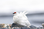 snow chicken