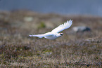 snow chicken