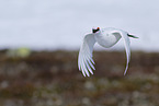 snow chicken
