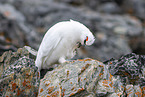 snow chicken