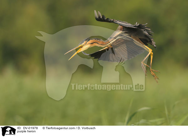 Purpurreiher / purple heron / DV-01978