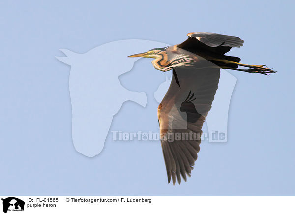 Purpurreiher / purple heron / FL-01565